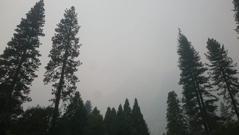 Wysokie sosny w Yosemite Village w gęstym dymie z pożaru Ferguson Fire