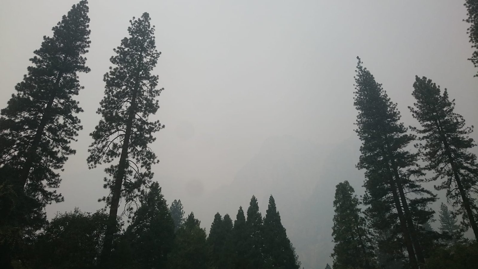 Wysokie sosny w Yosemite Village w gęstym dymie z pożaru Ferguson Fire