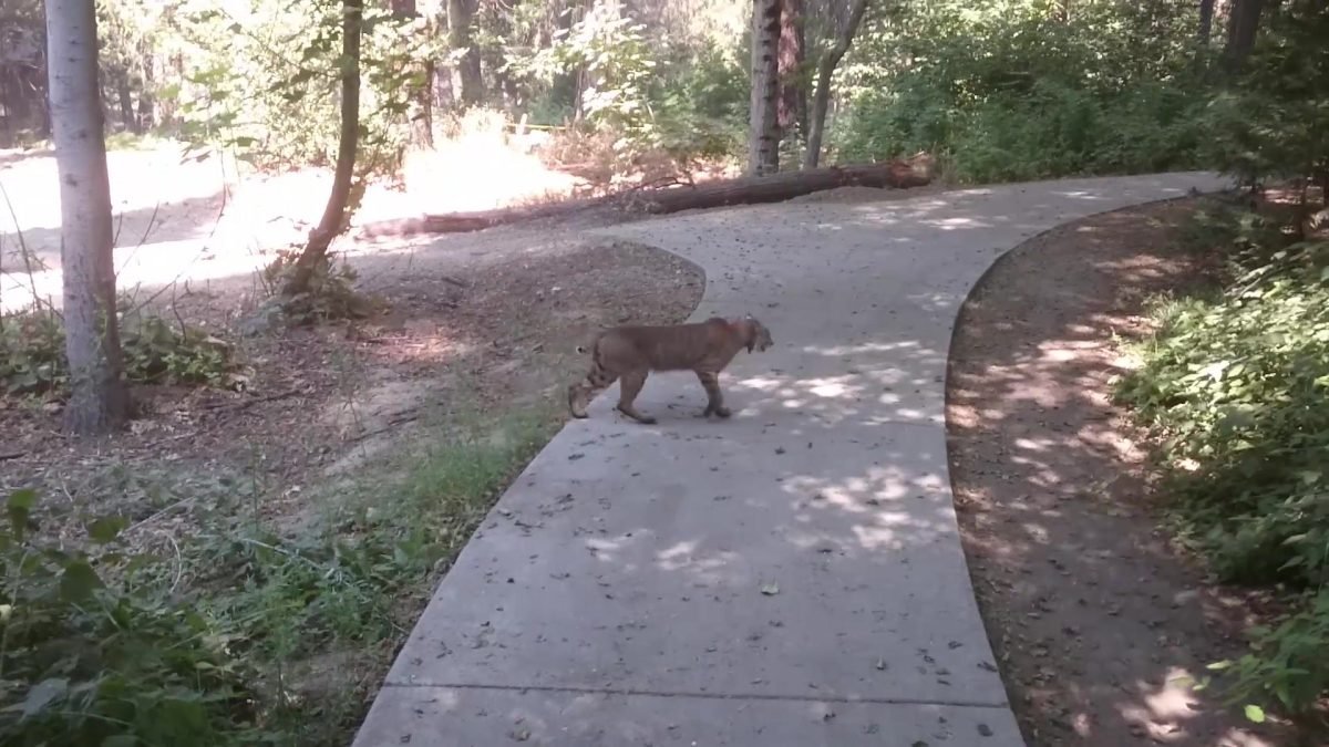 Ryś rudy przechodzi przez chodnik w dolinie Yosemite