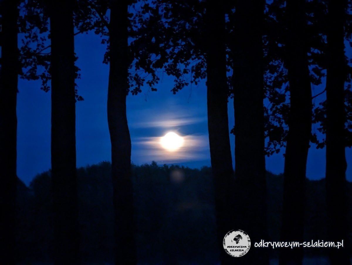 Ein fast voller Mond, der zwischen den Bäumen über dem Wasser in Kosewo durchscheint
